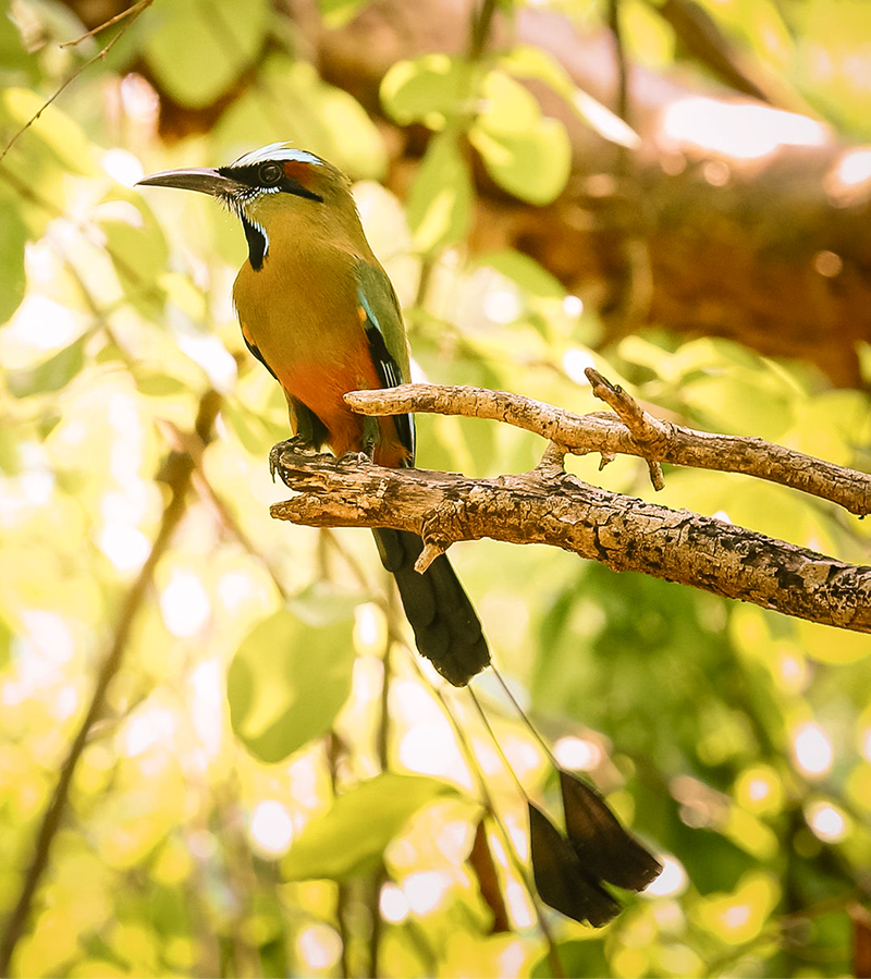 Un pájaro toh (momoto cejiceleste) posado en una rama